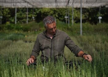 La producción de plantas forestales autóctonas se triplicará para restaurar las zonas afectadas por los incendios de la Sierra Oeste