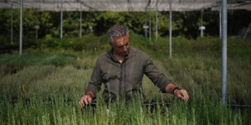 La producción de plantas forestales autóctonas se triplicará para restaurar las zonas afectadas por los incendios de la Sierra Oeste