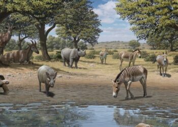 El Museo Arqueológico y Paleontológico de la Comunidad de Madrid prorroga la exposición Dientes de sable tras superar los 80.000 visitantes