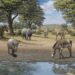El Museo Arqueológico y Paleontológico de la Comunidad de Madrid prorroga la exposición Dientes de sable tras superar los 80.000 visitantes
