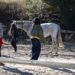 Programa de terapia asistida con caballos para lograr la recuperación de mujeres víctimas de violencia