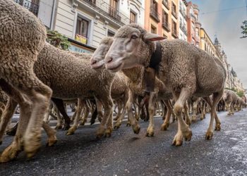 La Comunidad de Madrid declara BIC la trashumancia por su huella en el patrimonio arquitectónico, cultural, etnográfico y paisajístico