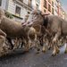 La Comunidad de Madrid declara BIC la trashumancia por su huella en el patrimonio arquitectónico, cultural, etnográfico y paisajístico
